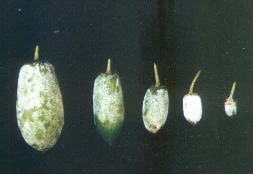 Powdery mildew