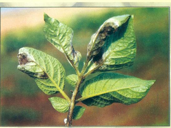 Late blight disease of potato