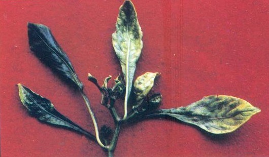 Mite in chilli