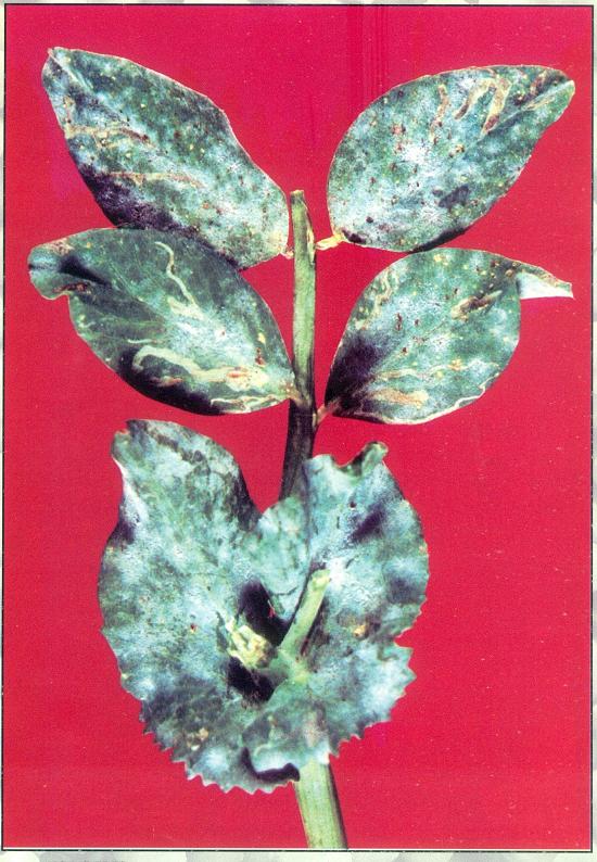 powdery mildew of pea