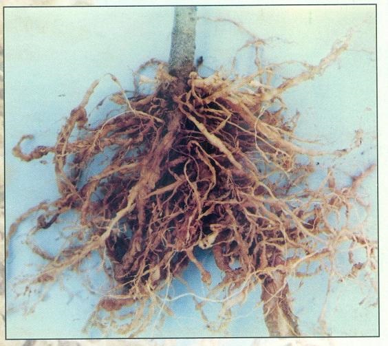 Late blight disease of tomato