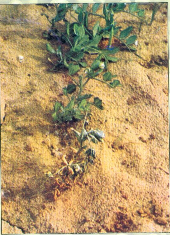 Wilt of pea