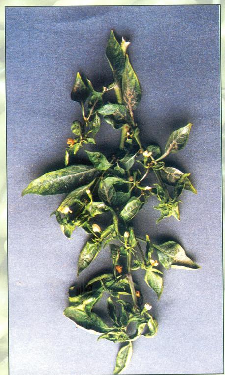 Leaf curl disease